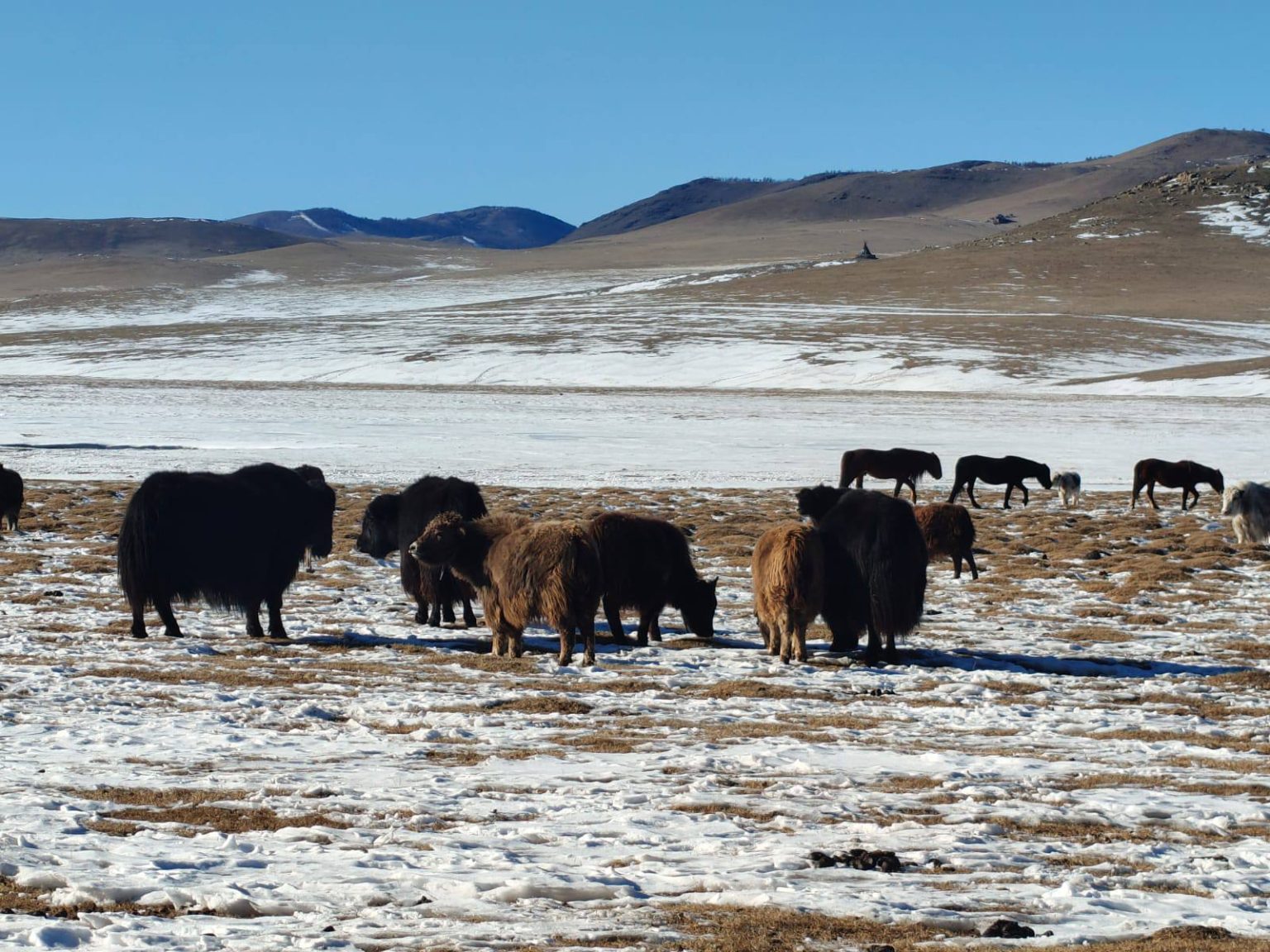 Yaks on the snow-covered Mongolian steppe in winter