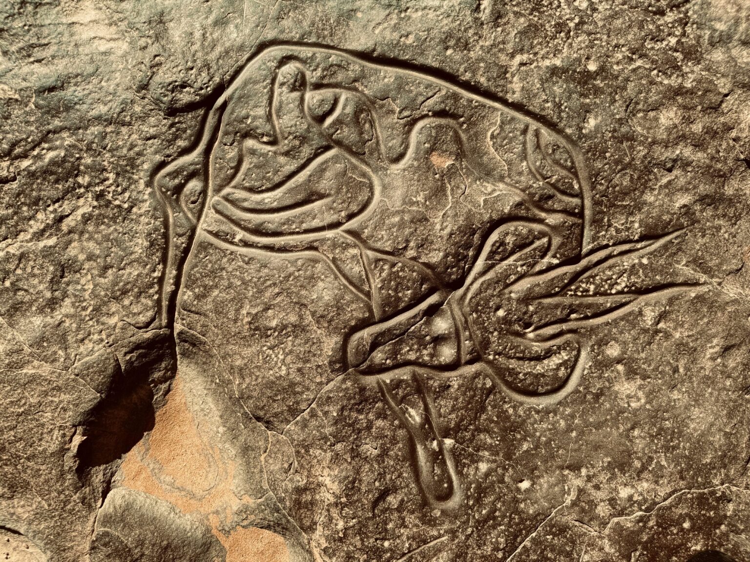 Ancient rock engraving in the Algerian Sahara
